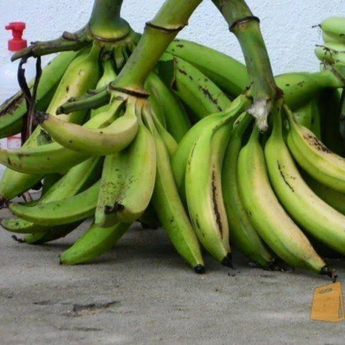 Terlaris Bibit Pohon Pisang Tanduk / Buah Pisang Tanduk UNGGULAN 00222 ASLI