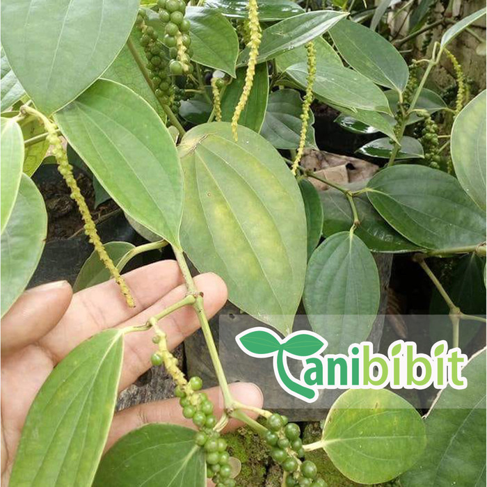 Bibit Pohon Lada Perdu - Tanaman Buah Lada Perdu - Tanaman Merica ASLI