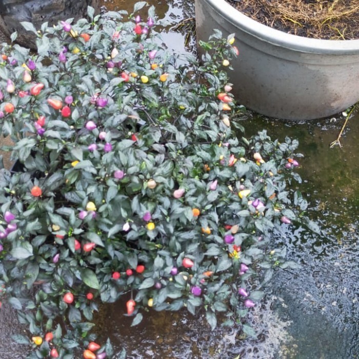 TERPERCAYAA 2 buah bibit pohon cabe pelangi cabai hias, Bolivian BB08 ASLI