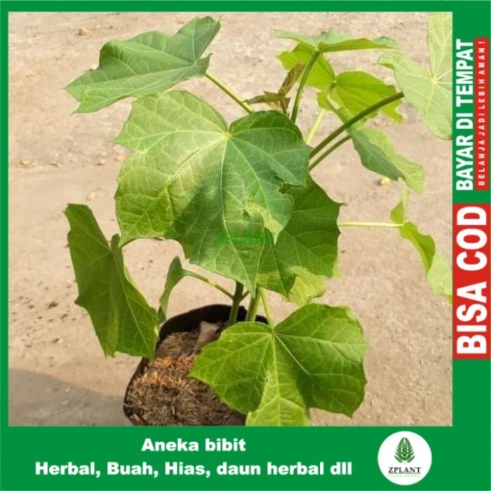 TERBARU Bibit Pohon Jarak Pagar - Tanaman Buah dan Daun Herbal SUPER ASLI
