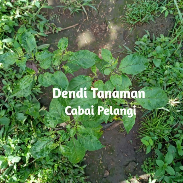 Bibit Pohon Cabai Pelangi / Cabe Pelangi / Tanaman Hias Buah SURYA ASLI