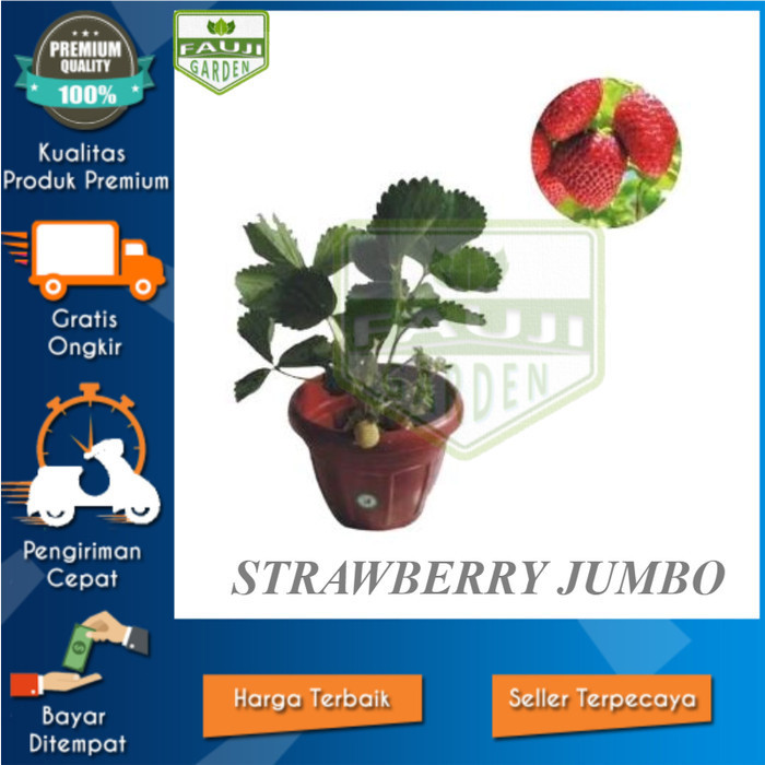 BIBIT POHON TANAMAN BUAH STRAWBERRY JUMBO AUSTRALIA RED GIANT ASLI