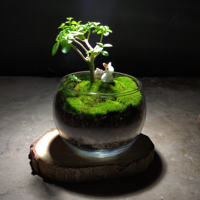 

Plant Gift Set Bowl Tiny Planet Terrarium Hadiah Kado Tanaman Hampers