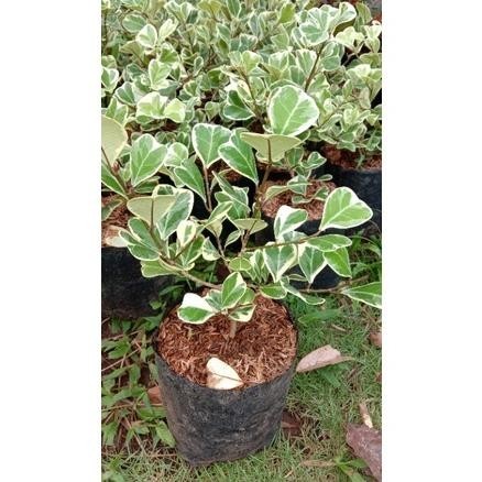 omahijoofficial Beringin Butterfly Varigata // Bibit Bonsai Beringin Butterfly Putih / Bahan Bonsai 