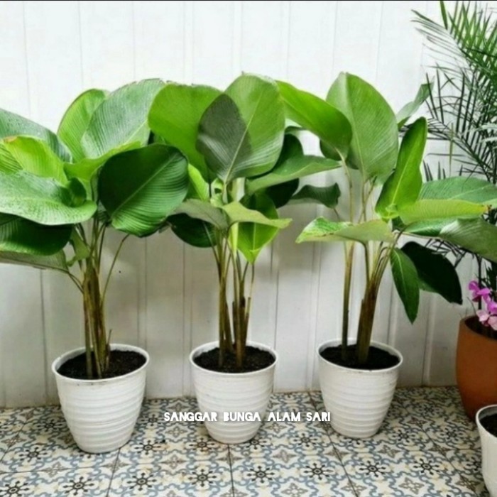 TANAMAN HIAS CALATHEA LUTEA / PISANG PISANGAN + POT PUTI