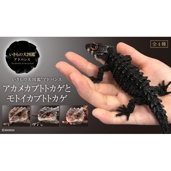 Ikimono Tribolonotus / Crocodile Skink
