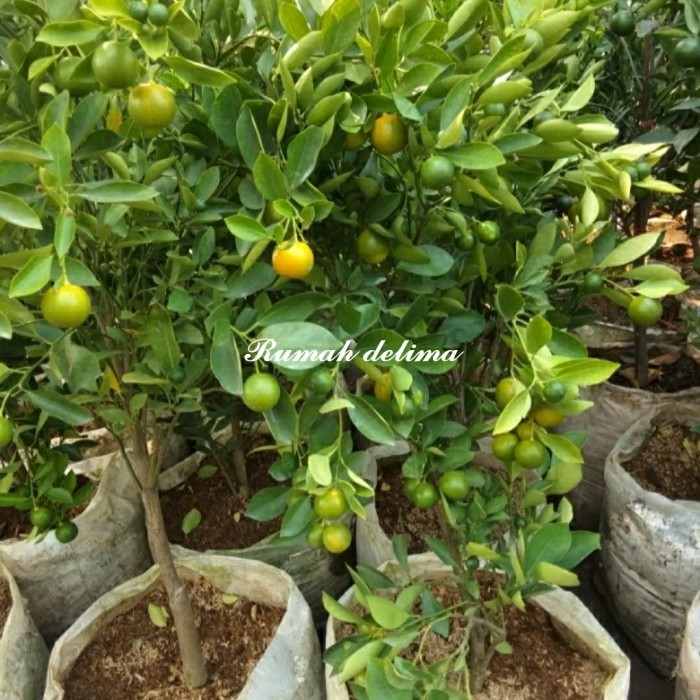 

Pohon Jeruk Songkit Sudah Berbuah Jeruk Kuncikasturi