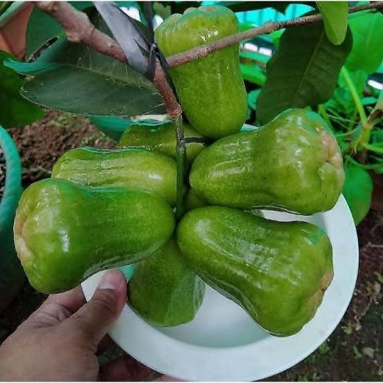 

Bibit Jambu Kiojok Pohon Buah Jambu Kiojok Hasil Okulasi