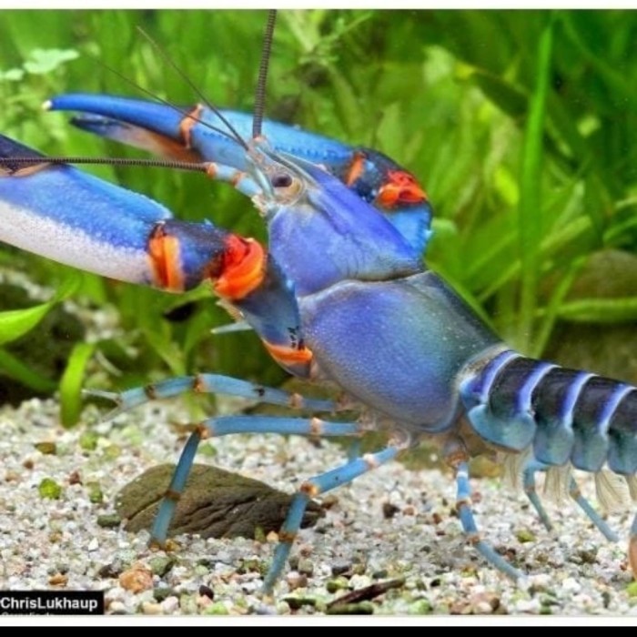 

Sepasang Cherax Papua Lobster Papua Blu Kong