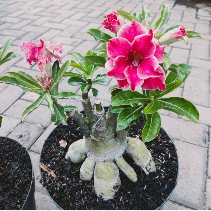 

Tanaman Kamboja Jepang Adenium