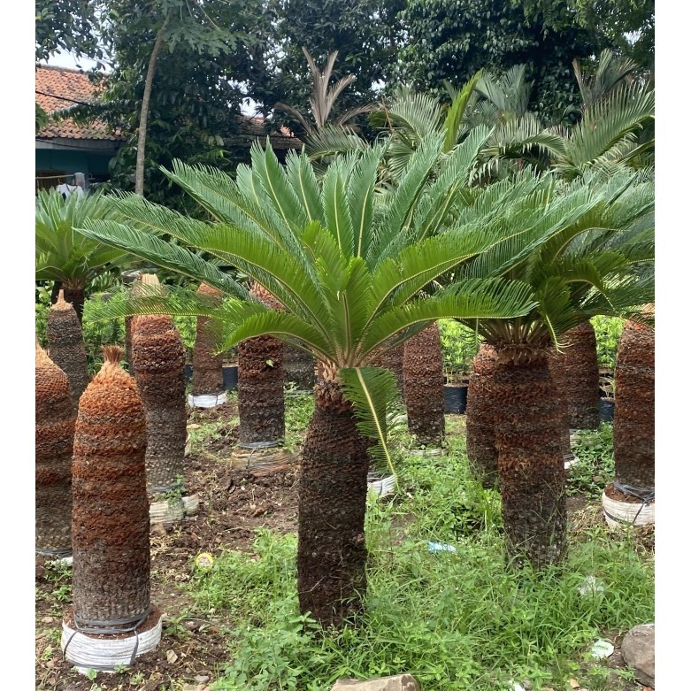 

Palem Sikas Mawar Jambe Besar Rimbun