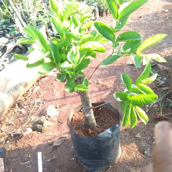 

Bibit Tanaman Bonsai Jambu Merah(Jambu Batu).