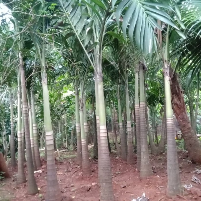 

Pohon Palem Putri Tinggi 3Meter Sampai Ujung Daun