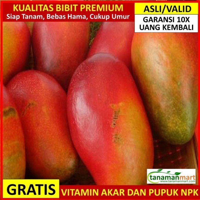 

Bibit Mangga Red Emperor Asli Bergaransi, Pohon Mangga Unggul Valid