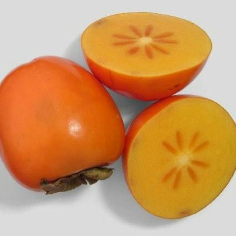 

Bibit Buah Kesemek Persimon New Zealand, Kesemek Okulasi Unggul