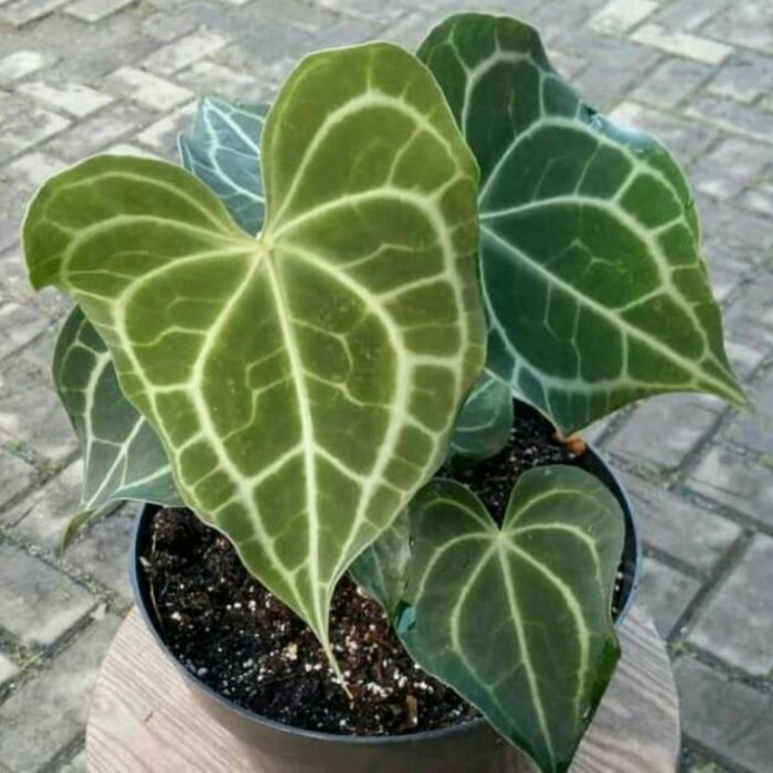 

Tanaman Anthurium Clarinervium Kuping Gajah Tarantula