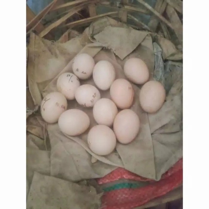 telur ayam hutan hijau ori asli murah vertil