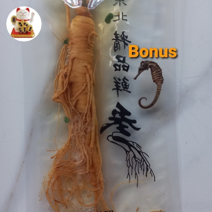 

Ginseng Segar ukuran 100gram/ Fresh Ginseng root Vacuum