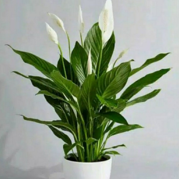 Bibit tanaman peace lily/tanaman hias peace lily TOPP