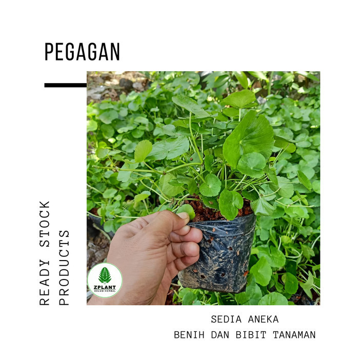Bibit Pegagan - Tanaman Herbal Daun Pegagan TOPP