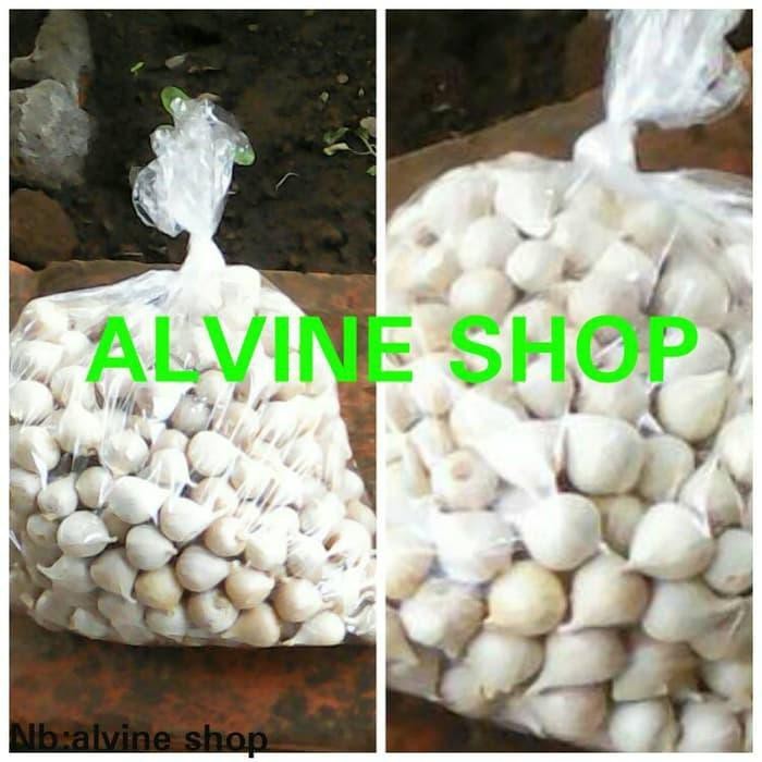 

EKSKLUSIF BAWANG PUTIH TUNGGAL/BAWANG LANANG !! BEST PRODUK