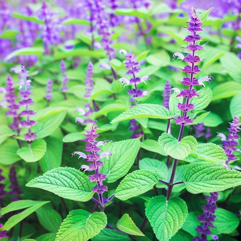 Seed Entrepreneur Bibit Benih Bunga Black Salvia Hispanica Chia - 500 Butir
