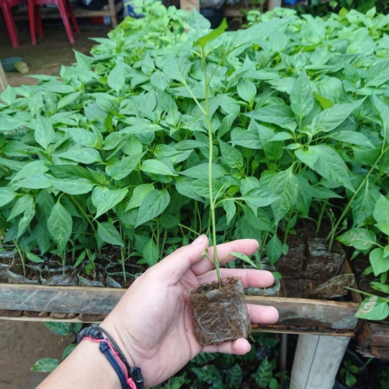 setiaraharja BIBIT - Bibit Cabe Merah Besar Siap Tanam