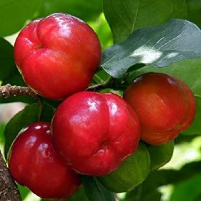 

Online Seeds Buah Cherry Barbados Segar - 5 Buah