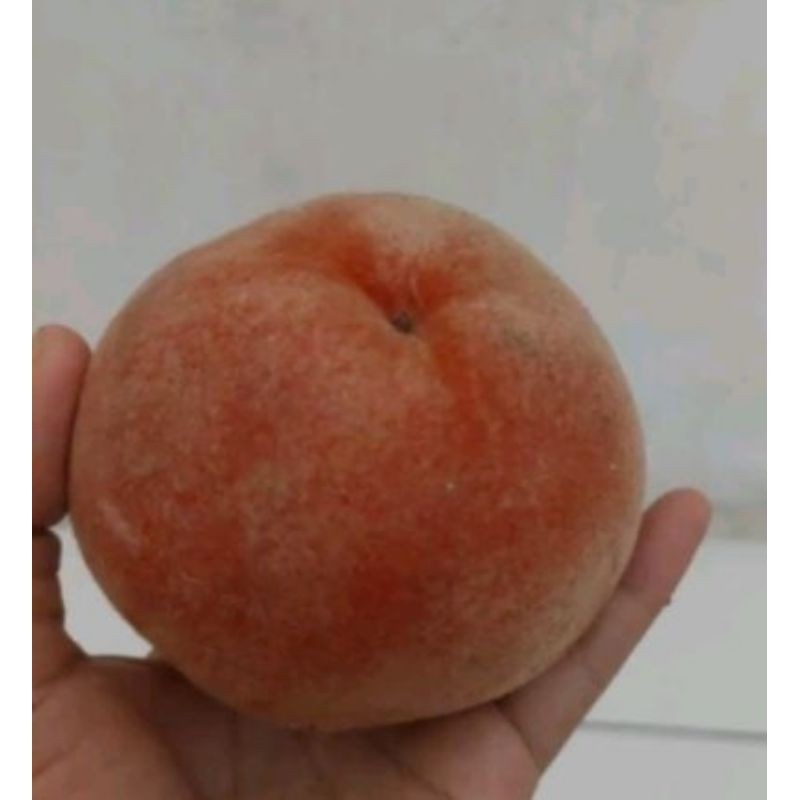 

Buah bisbull/samolo 1kg
