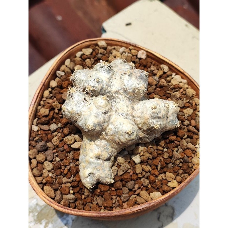 pachypodium brevicaule madagascar plant wild specimen