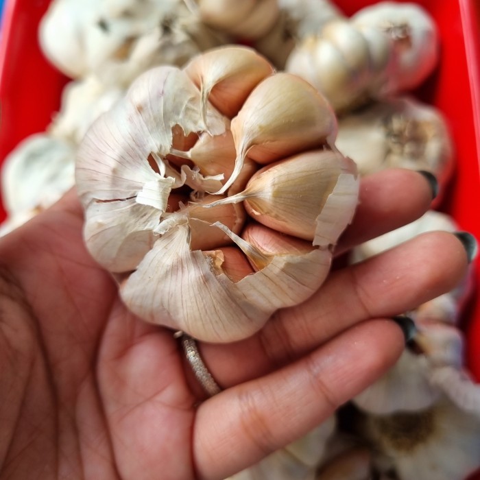 

Ayala - Bawang Putih / Bawang Putih Banci 500Gram