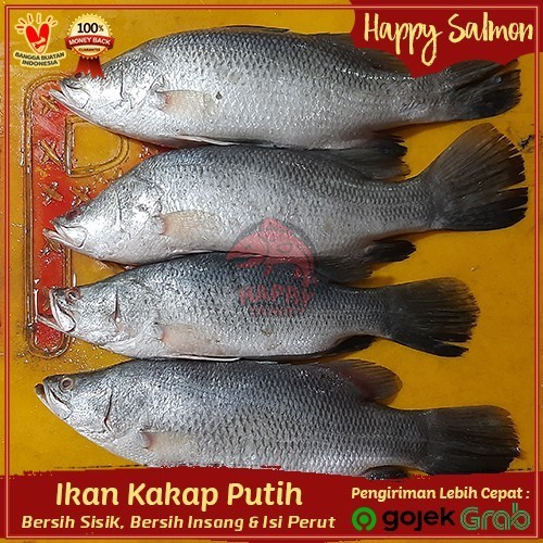 

Ayala - Ikan Kakap Putih Fresh 500Gr Murah - Ikan Seafood Laut Fresh