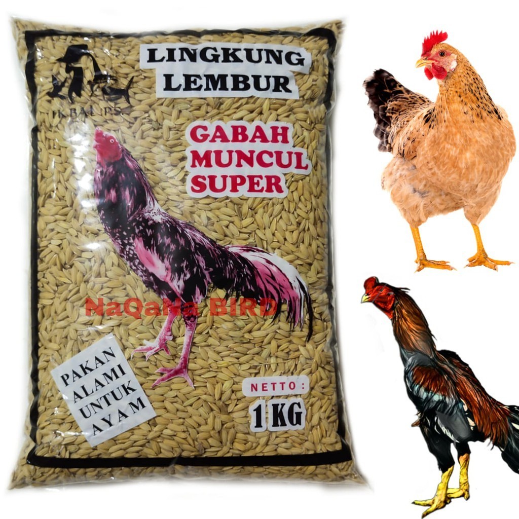 Gabah Bangkok Super - Pakan Alami Ayam 1kg
