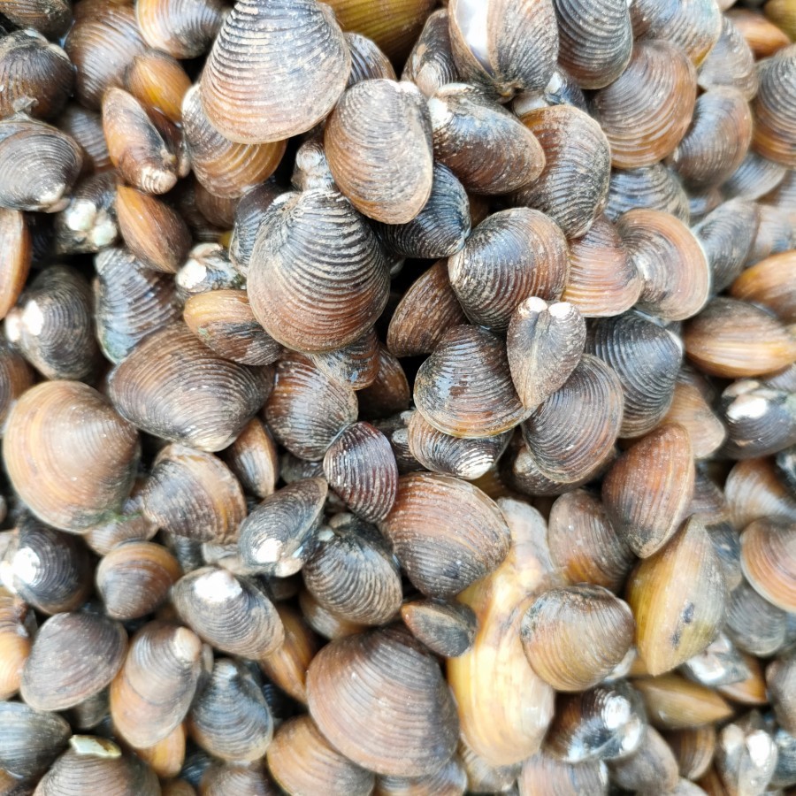 

Kerang Remis/Kerang Laya Hidup 1 Kg