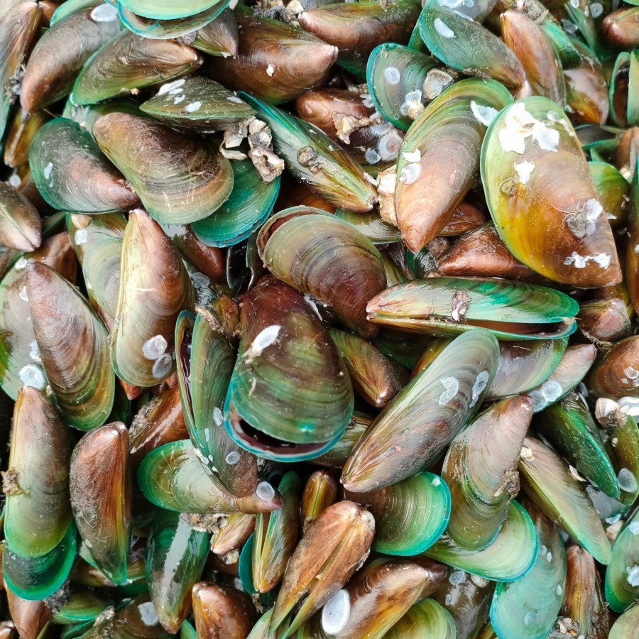 

Kerang Hijau Hidup 1 Kg