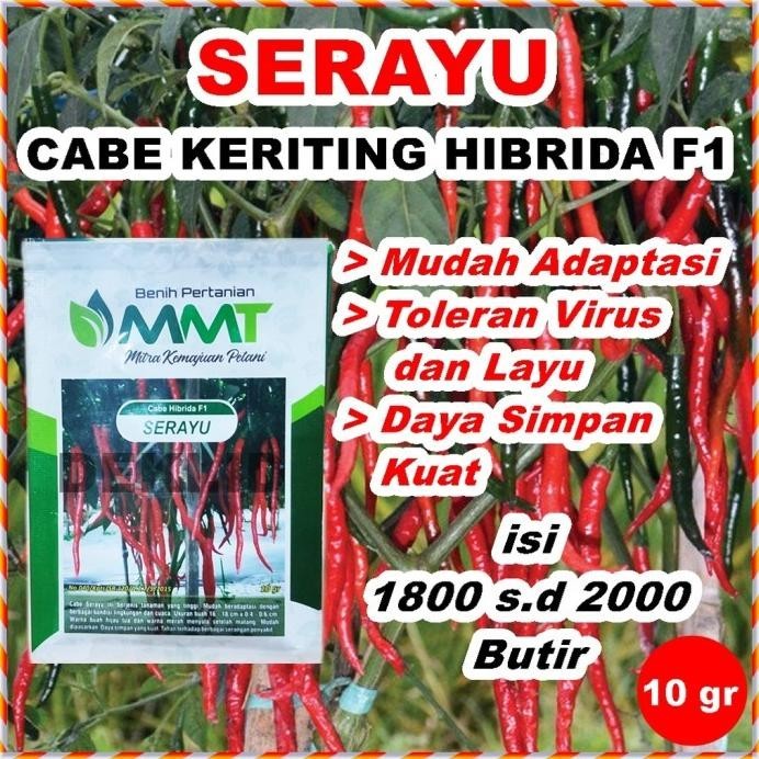 READY BENIH CABE MERAH KERITING SERAYU F1 10 GR BIBIT CABAI KRITING MMT HARGA SPESIAL