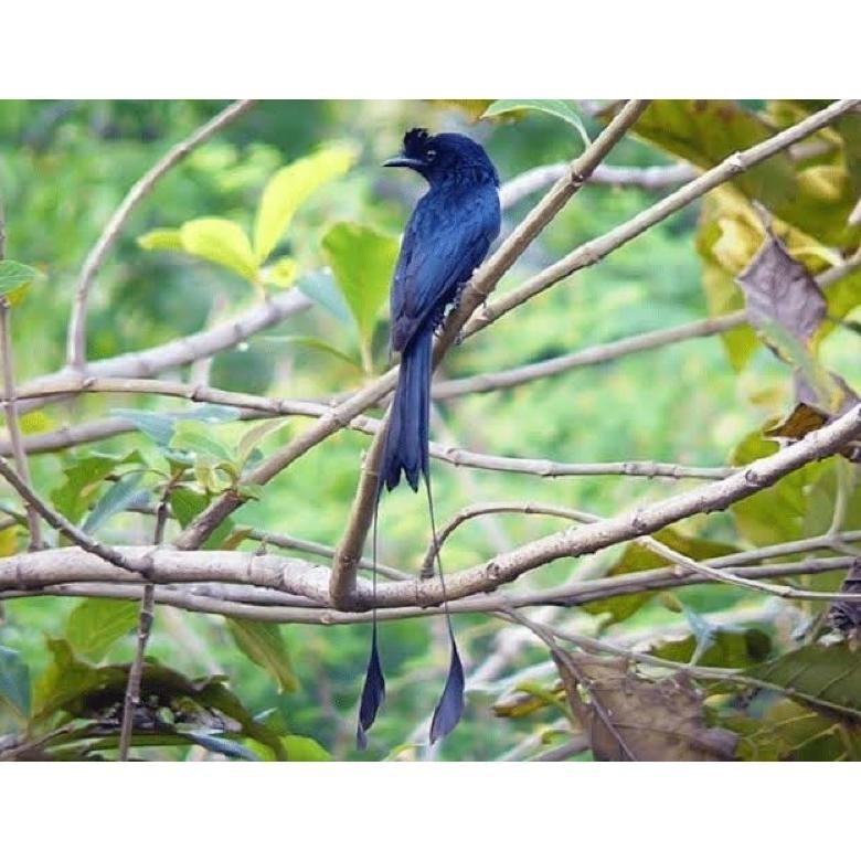 Burung Srigunting Kantil Asli Original Ekor Antena