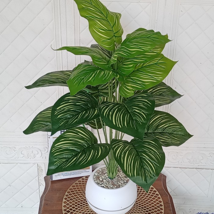 Tanaman Hias Keladi Pot Bola Besar