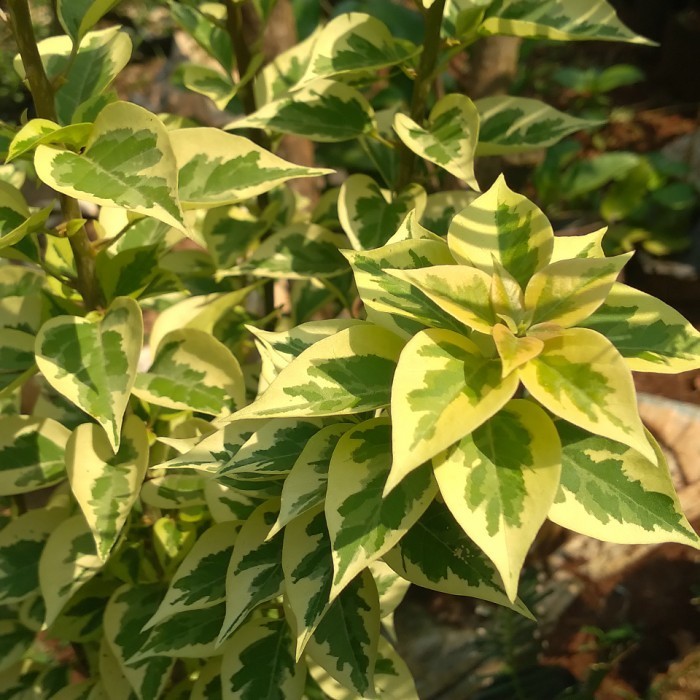 Tanaman Hias Bugenvil Singapore / Bonsai Bugenvil Singapore / Bonsai