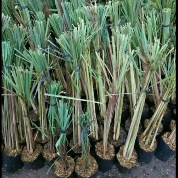 

FA564 Bibit Serai wangi / Sereh wangi bumbu masak TERMURAH