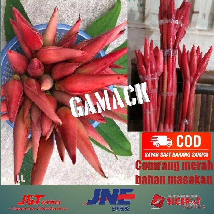 

LE604 BUNGA KECOMBRANG MERAH BAHAN MASAKAN TERBARU