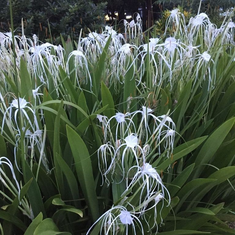 Kedaibenih - Umbi Bibit Bunga Lily Laba ~ 5 Umbi