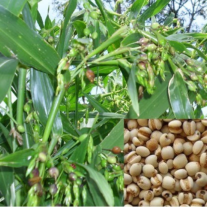 Kedai Benih Bibit Jagung Hanjeli Jali Jepen ~ 5 Biji