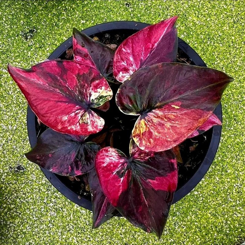 Tanaman Hias Keladi Ronggo Geni Bunga Hias Keladi Caladium Anakan Murah BUKAN BONGGOL Tanaman Hidup 