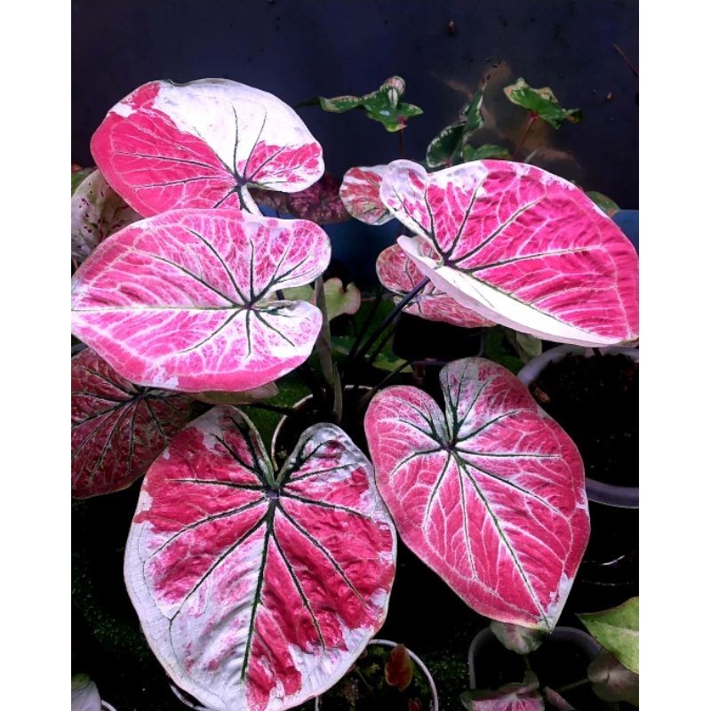 Tanaman Hias Keladi Sekar Langit Bunga Hias Keladi Caladium Anakan Murah BUKAN BONGGOL Tanaman Hidup