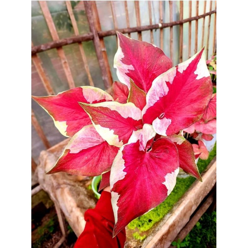 Tanaman Hias Keladi Dwi Warna Bunga Hias Keladi Caladium Anakan Murah BUKAN BONGGOL Tanaman Hidup Bu