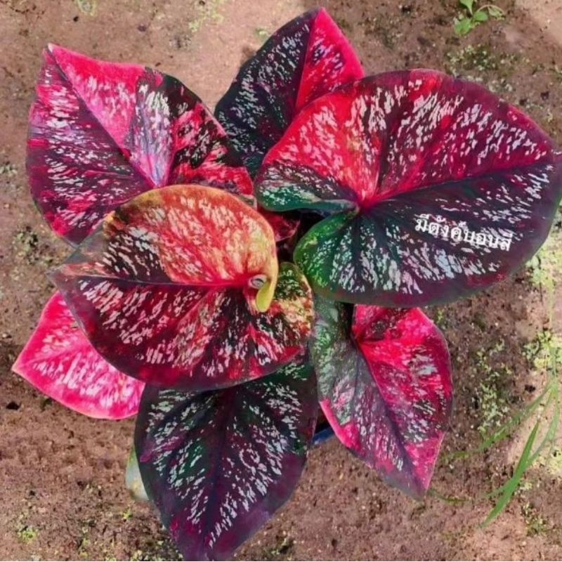Tanaman Hias Keladi Thailand Series Tum Fhong Bunga Hias Keladi Caladium Anakan Murah BUKAN BONGGOL 