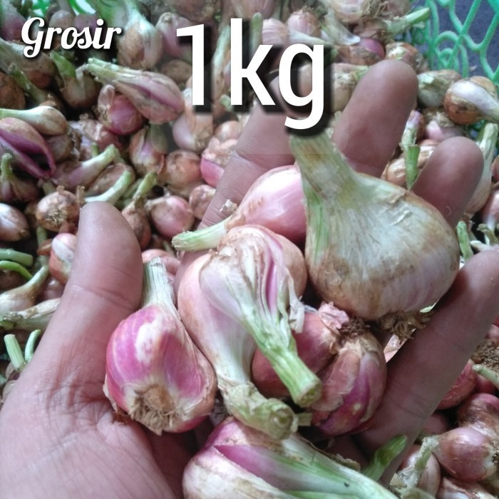 

TERPERCAYA BAWANG SUMENEP MENTAH BESAR 1 KG HARGA GROSIR