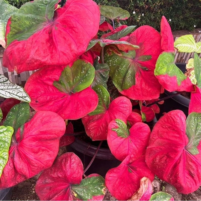 Tanaman Hias Keladi Baret Merah Bunga Hias Keladi Caladium Anakan Baret Merah Murah BUKAN BONGGOL Ta