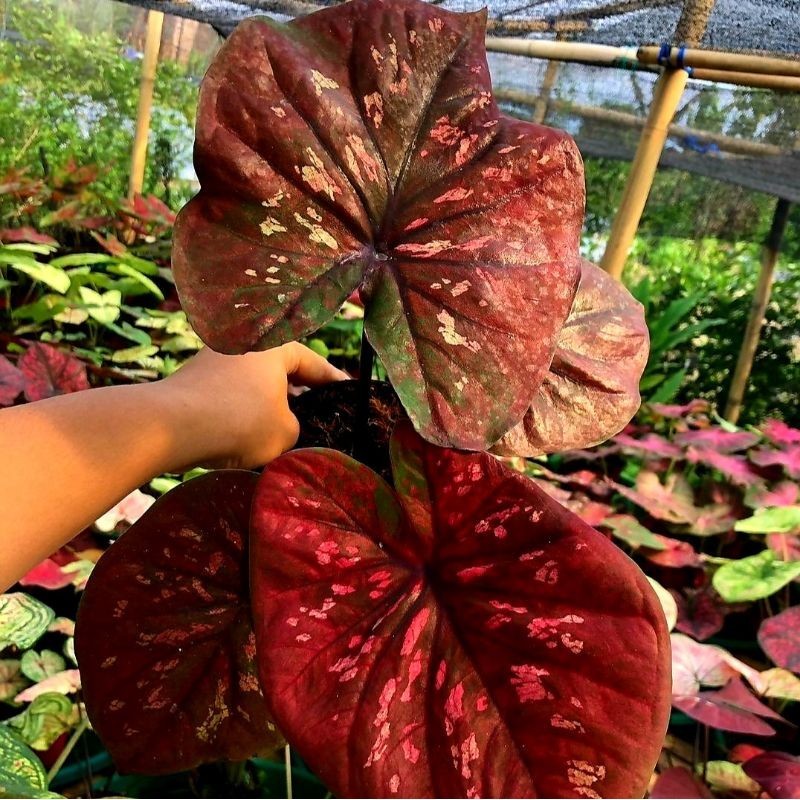 Tanaman Hias Keladi Blackmamba Bunga Hias Keladi Caladium Anakan Murah BUKAN BONGGOL Tanaman Hidup B